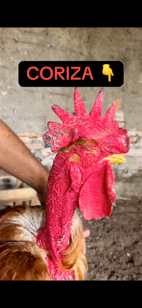 Galo com Coriza